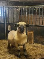 Stamboek Hampshire Down Ram ARR/ARR 2023, Mannelijk, Schaap