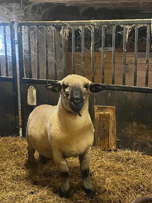 Stamboek Hampshire Down Ram ARR/ARR 2023, Dieren en Toebehoren, Schapen, Geiten en Varkens, Schaap, Mannelijk