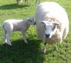 TEXELAAR OOI MET RAMLAM, Schaap, Vrouwelijk, 0 tot 2 jaar