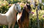 2 prachtige Welsh A merries fok/rijpony's + hengstveulen, Dieren en Toebehoren, Merrie, Recreatiepony