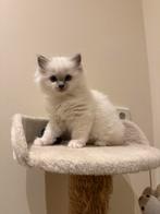 Ragdoll kitten (poesje), Dieren en Toebehoren, Katten en Kittens | Raskatten | Langhaar, Poes, Ontwormd, 0 tot 2 jaar