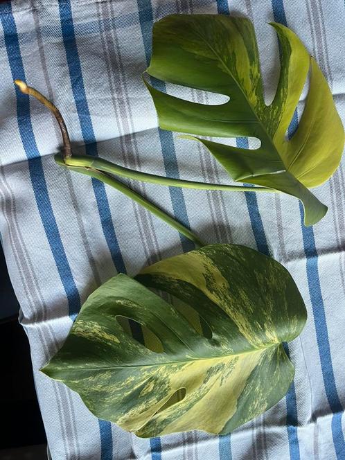 Monstera aurea (yellow) kopstek, Huis en Inrichting, Kamerplanten, Overige soorten, Minder dan 100 cm, Ophalen of Verzenden