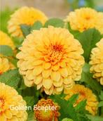 Dahlia Knollen te Koop/Ruil, Tuin en Terras, Bloembollen en Zaden, Ophalen of Verzenden, Voorjaar, Volle zon, Knol