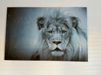 Mooi glas schilderij leeuw, Ophalen of Verzenden, Zo goed als nieuw, Schilderij, 100 tot 125 cm