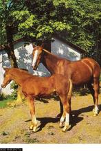 Ansichtkaart	Paard	merrie met veulen, Verzenden, 1960 tot 1980, Ongelopen, Paard