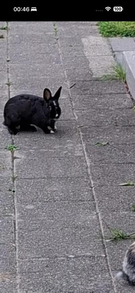 Konijn, Dieren en Toebehoren, Konijnen, Middelgroot, Vrouwelijk, 0 tot 2 jaar