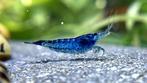 🦐 Blauwe garnalen (Neocaridina), Dieren en Toebehoren, Vissen | Aquariumvissen, Kreeft, Krab of Garnaal, Zoetwatervis, Schoolvis
