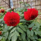 Dahlia knollen, Ophalen of Verzenden, Volle zon, Knol