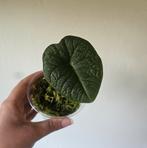 Alocasia Melo in mos, Ophalen of Verzenden, Minder dan 100 cm