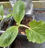 Courgette 🥒🥒 BIOLOGISCH, Ophalen
