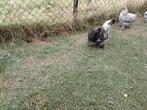 zijdehoen haan, Dieren en Toebehoren, Mannelijk, Kip