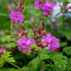 Geranium vaste planten soorten, Ophalen of Verzenden, Zomer, Halfschaduw