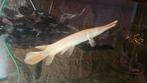 Albino alligator gar 35 cm, Dieren en Toebehoren, Vissen | Aquariumvissen, Vis