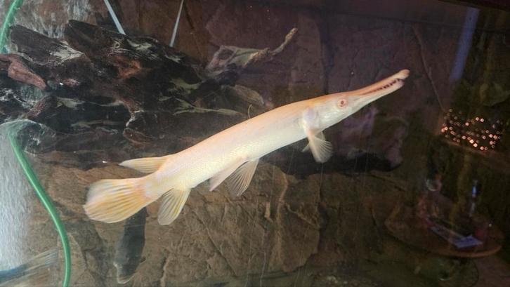 Albino alligator gar 35 cm, Dieren en Toebehoren, Vissen | Aquariumvissen, Vis