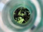 Terrarium in Wijnfles - Onderhoudsvrij!, Ophalen, Bodembedekkers, Vaste plant, Bloeit niet
