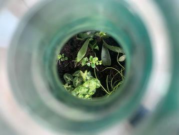 Terrarium in Wijnfles - Onderhoudsvrij! beschikbaar voor biedingen