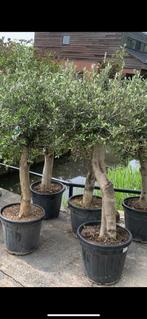 Olijfbomen met dikke stam omtrek 22/25 cm, Olijfboom, Lente, Volle zon, Ophalen