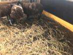 Te Koop twee bonte lamm, Dieren en Toebehoren, Mannelijk, Schaap, 0 tot 2 jaar