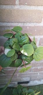 Peperomia Rana Verde Variagata, Ophalen of Verzenden, Overige soorten, Minder dan 100 cm
