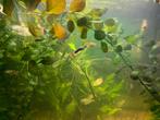 Guppen te koop, Dieren en Toebehoren, Vissen | Aquariumvissen, Vis, Zoetwatervis