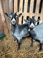 Dwerggeiten, Dieren en Toebehoren, Schapen, Geiten en Varkens, Vrouwelijk, Geit