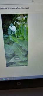 Gezocht: zantedeschia Hercules, Tuin en Terras, Bloembollen en Zaden, Ophalen, Voorjaar, Volle zon, Knol