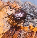 Protaetia formosana larven L2/3, Dieren en Toebehoren, Insecten en Spinnen