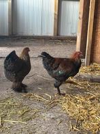 Gratis haan, Dieren en Toebehoren, Pluimvee, Mannelijk, Kip