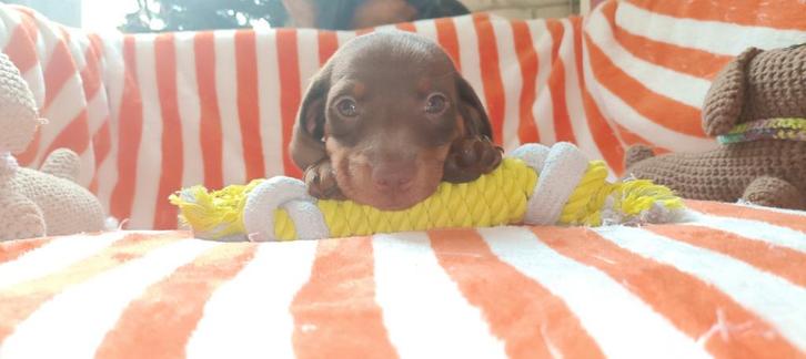 Te koop: Prachtige standaard korthaar teckels pups, Dieren en Toebehoren, Honden | Teckels en Dashonden, Meerdere dieren, Korthaar