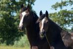 Weiland, Weide, Weidegang gezocht, Dieren en Toebehoren, Stalling en Weidegang, Weidegang
