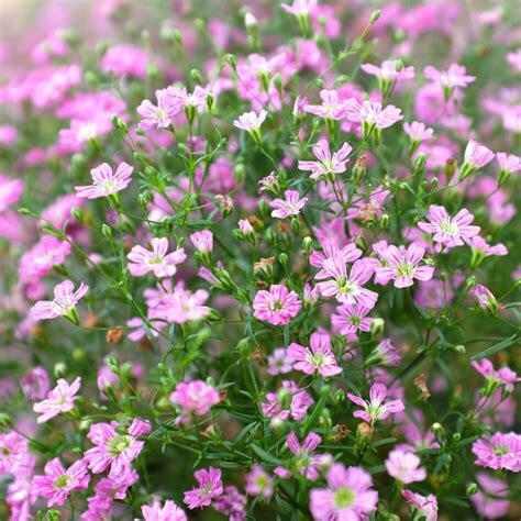 Nr 04/ zaden Gipskruid roze - Gypsophila elegans - bio, Tuin en Terras, Bloembollen en Zaden, Zaad, Voorjaar, Volle zon, Ophalen of Verzenden