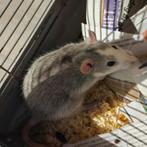 Rat + toebehoren, Dieren en Toebehoren, Knaagdieren, Mei, Vrouwelijk, Rat