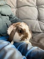 Nederlandse hangoor konijn ram, Mannelijk, Hangoor