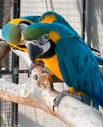Kweekkoppel blauw gele ara, Dieren en Toebehoren, Vogels | Parkieten en Papegaaien, Meerdere dieren, Papegaai
