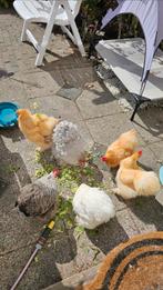 6 lieve tamme Cochinkippen, Dieren en Toebehoren, Vrouwelijk, Kip