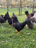 Goud gezoomde barnevelder kriel hanen, 3 maanden oud, Dieren en Toebehoren, Pluimvee, Mannelijk, Kip