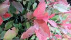 4 Glansmispel – Photinia Red Robin – 35 euro, Tuin en Terras, Planten | Struiken en Hagen, Ophalen of Verzenden, Overige soorten