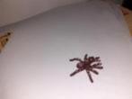 Kruisspin dierfiguur 4 cm, Ophalen of Verzenden, Gebruikt, Overige soorten, Beeldje of Figuurtje