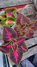 Stekjes Siernetels, Huis en Inrichting, Kamerplanten, Ophalen, Halfschaduw, Minder dan 100 cm