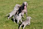 Weimaraner pups te koop (Beide ouders aanwezig), België, Rabiës (hondsdolheid), 15 weken tot 1 jaar, Overige rassen