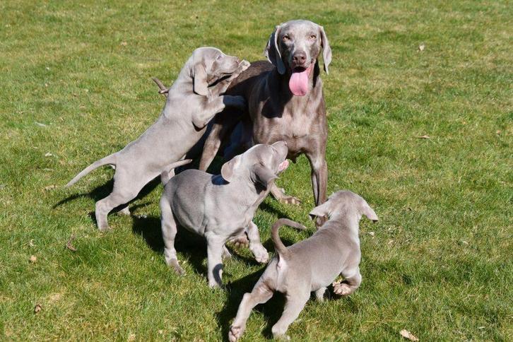 Weimaraner pups te koop (Beide ouders aanwezig), Dieren en Toebehoren, Honden | Setters en Staande honden, Meerdere dieren, Overige rassen