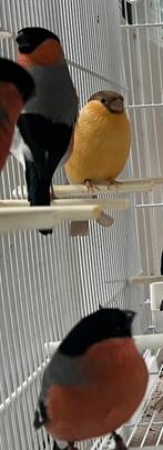 Goudvinken, Dieren en Toebehoren, Meerdere dieren, Geringd