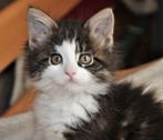 Maine Coon kittens met stamboom, Dieren en Toebehoren, Meerdere dieren, 0 tot 2 jaar, Gechipt