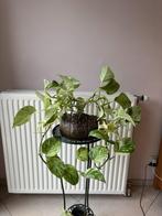 Scindapsus Aureus in een grote glazen pot/kamerplant, Huis en Inrichting, Kamerplanten, Ophalen, Halfschaduw, Minder dan 100 cm