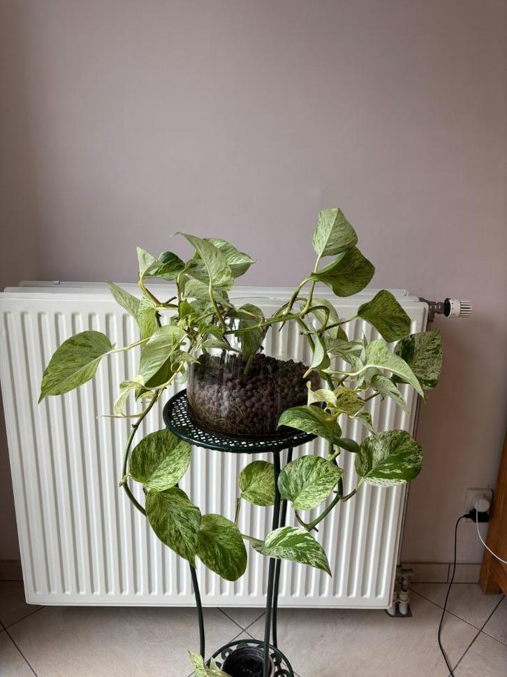 Scindapsus Aureus in een grote glazen pot/kamerplant, Huis en Inrichting, Kamerplanten, Minder dan 100 cm, Halfschaduw, Ophalen