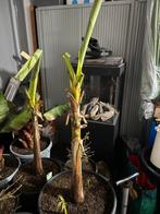 Prachtige forse musa basjoo tuinbananen boom aangeboden!, Tuin en Terras, Ophalen, Lente, Overige soorten, In pot