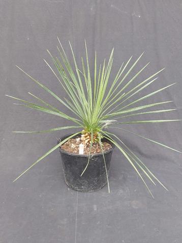 Yucca linearifolia ssp. Saltillo 12, 50 cm, stam 10 cm beschikbaar voor biedingen