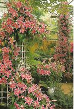 Lisse- -Keukenhof., Verzamelen, Ansichtkaarten | Nederland, Verzenden, 1980 tot heden, Ongelopen, Zuid-Holland