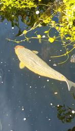 Beëindiging Koi vijver, Dieren en Toebehoren, Vissen | Vijvervissen, Karper of Koi