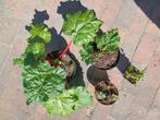 rabarber en andere bio plantjes, Tuin en Terras, Planten | Tuinplanten, Volle zon, Eenjarig, Zomer, Ophalen